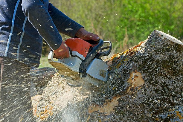 Best Tree Preservation Services  in Fayette, AL